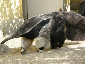 Фото Гигантский муравьед