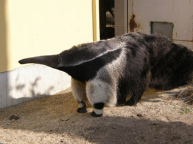 Фото Гигантский муравьед