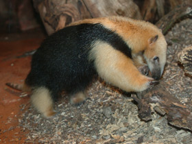 Фото Тамандуа