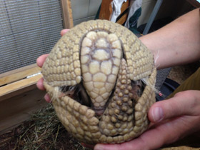 Фото Шаровидный броненосец