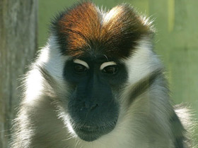 Смотреть фото Красноголовый мангобей Фото Красноголовый мангобей