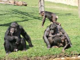 Смотреть фото Шимпанзе Фото Шимпанзе