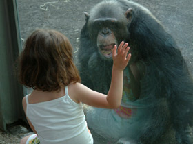 Шимпанзе Шимпанзе