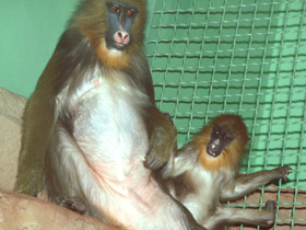 Смотреть фото Мандрил Фото Мандрил