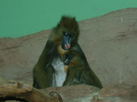 Смотреть фото Мандрил Фото Мандрил