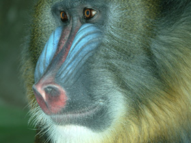 Смотреть фото Мандрил Фото Мандрил