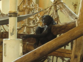 Смотреть фото Бонобо Фото Бонобо