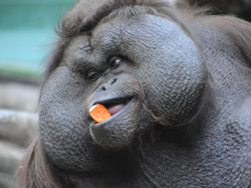 Борнейский орангутан Борнейский орангутан