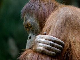 Смотреть фото Орангутан: большая рыжая обезьяна Фото Орангутан: большая рыжая обезьяна