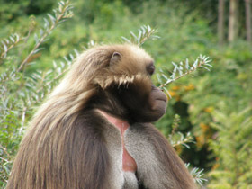 Смотреть фото Гелада Фото Гелада