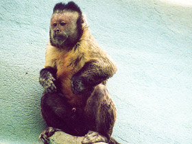 Фото Об уме обезьян