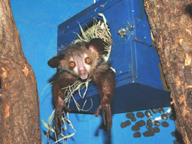 Смотреть фото Руконожка Фото Руконожка