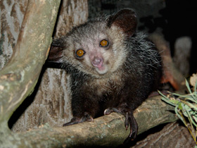 Смотреть фото Руконожка Фото Руконожка