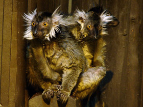 Фото Животные - символы