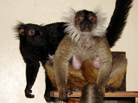 Фото Животные - символы