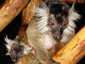 Фото Животные - символы