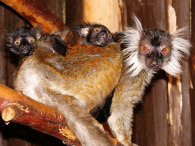 Фото Животные - символы