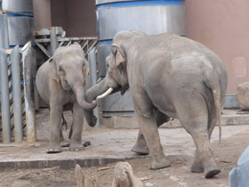 Фото Животные - символы