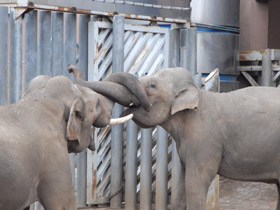 Фото Индийский слон