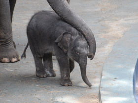 Индийский слон Индийский слон
