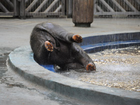 Фото Индийский слон