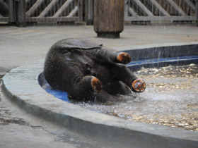 Фото Индийский слон