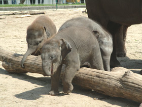 Фото Индийский слон
