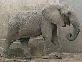 Фото Самые прожорливые животные