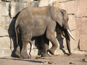 Смотреть фото Африканский слон Фото Африканский слон