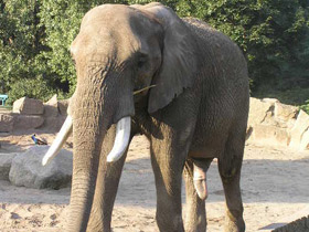 Смотреть фото Африканский слон Фото Африканский слон