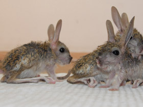 Смотреть фото Большой тушканчик Фото Большой тушканчик