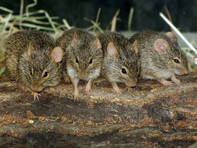 Фото Слепые крысы