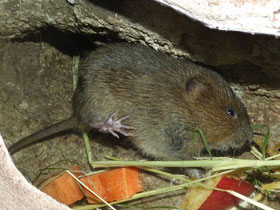 Смотреть фото Крысы Фото Крысы