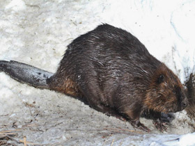 Фото Животные - символы