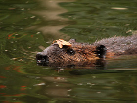 Фото Животные - символы