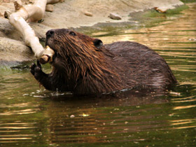 Фото Животные - символы