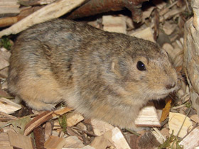 Смотреть фото Жёлтая пеструшка Фото Жёлтая пеструшка