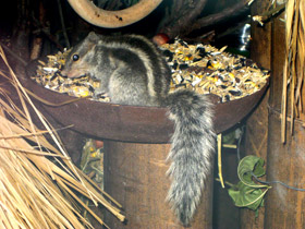 Смотреть фото Северная пальмовая белка Фото Северная пальмовая белка