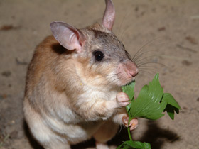 Гигантский мадагаскарский хомяк Гигантский мадагаскарский хомяк