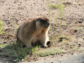 Смотреть фото Байбак Фото Байбак