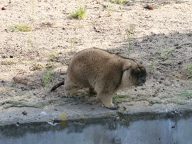 Смотреть фото Байбак Фото Байбак