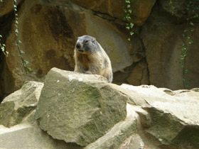 Смотреть фото Альпийский сурок Фото Альпийский сурок