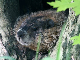 Фото Сигнал тревоги у животных - опыт или рефлекс?