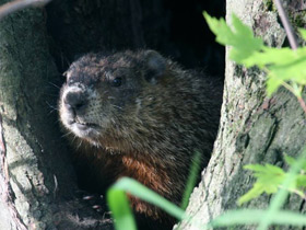 Смотреть фото Лесной сурок Фото Лесной сурок