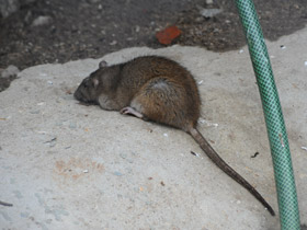 Фото 10 самых умных животных планеты