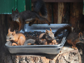 Смотреть фото Загадки для детей с ответами Фото Загадки для детей с ответами