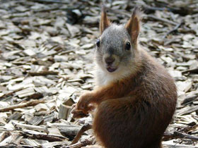 Обыкновенная белка Обыкновенная белка