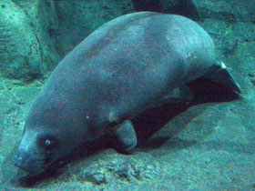 Смотреть фото Самые медлительные животные. Топ - 10 Фото Самые медлительные животные. Топ - 10