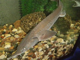 Смотреть фото Сибирский осётр Фото Сибирский осётр