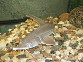 Смотреть фото Сибирский осётр Фото Сибирский осётр